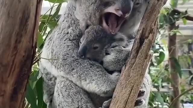 Koala bear with her son