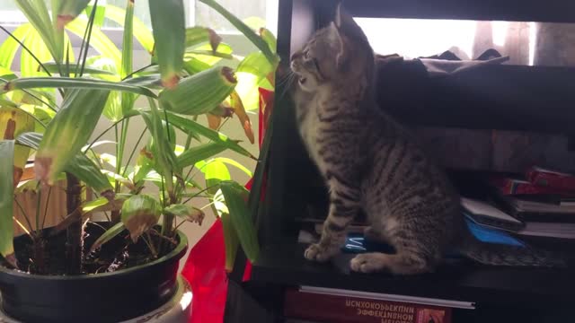 Cat playing with plant