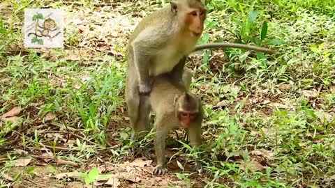 Wow Young Monkey make mating with each other