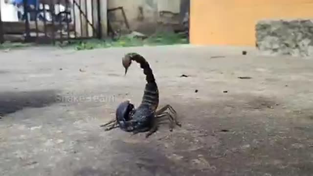 A wonderful video showing Scorpion spilling out poison. Video shot by a friend