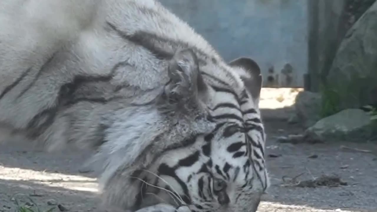 Baby tiger with his mother