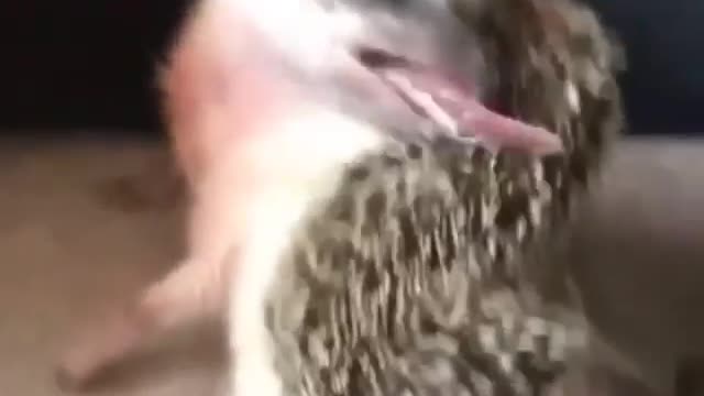 adorable porcupine - trying to lick his back