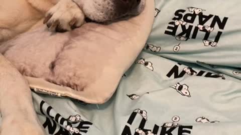 No one compares to Duke! 💛💛💛💛💛💛💛💛💛