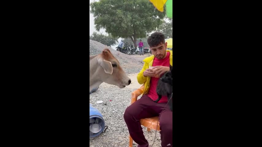 Courageous dog tries to be friend big hungry cow....