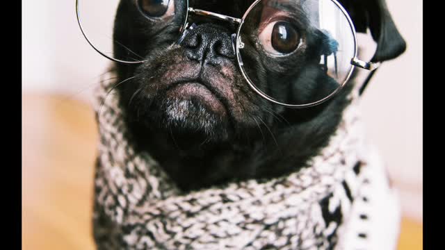 Dogs photography with playback music