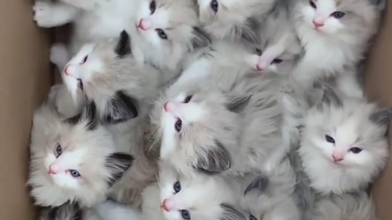 Cute kitten video