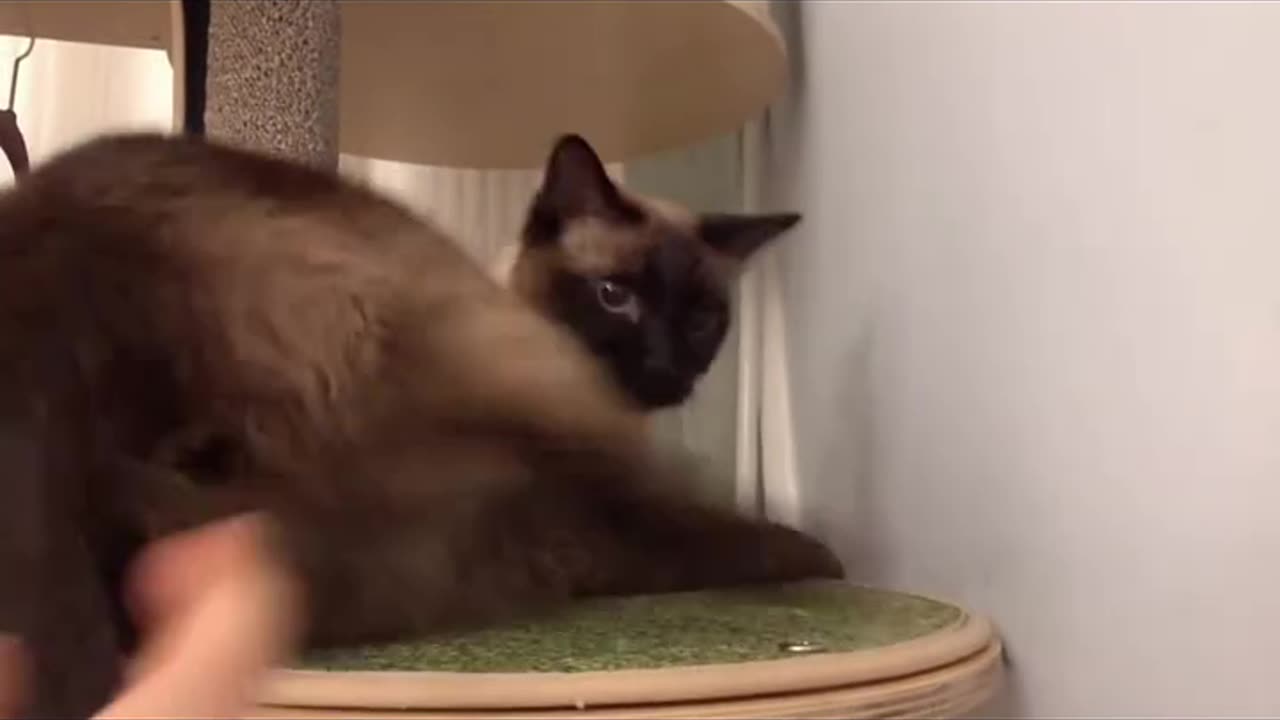 Cat: Are you okay?