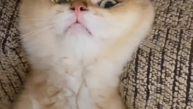 Funny cat