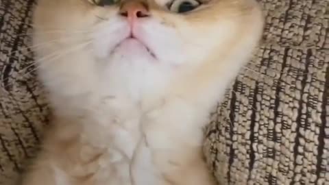 Funny cat