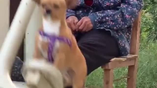 Cute dog relaxing
