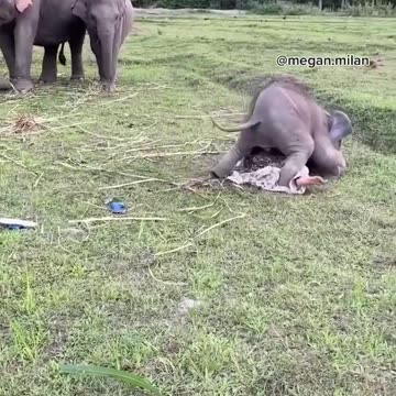 Playful Baby Elephant Rips Model's Skirt 🐘🐘 World Wild Web #wildlife #shorts #elephant