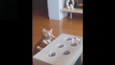 Funniest adorable playing pets