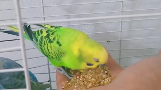 Cute birds1