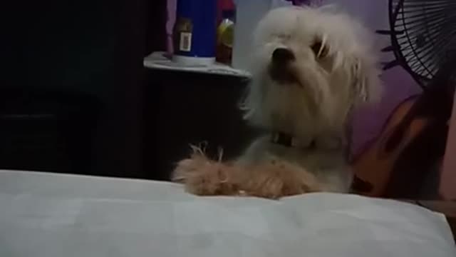 Our cute puppy wants to sleep with us