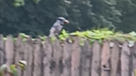 Blue Jay.