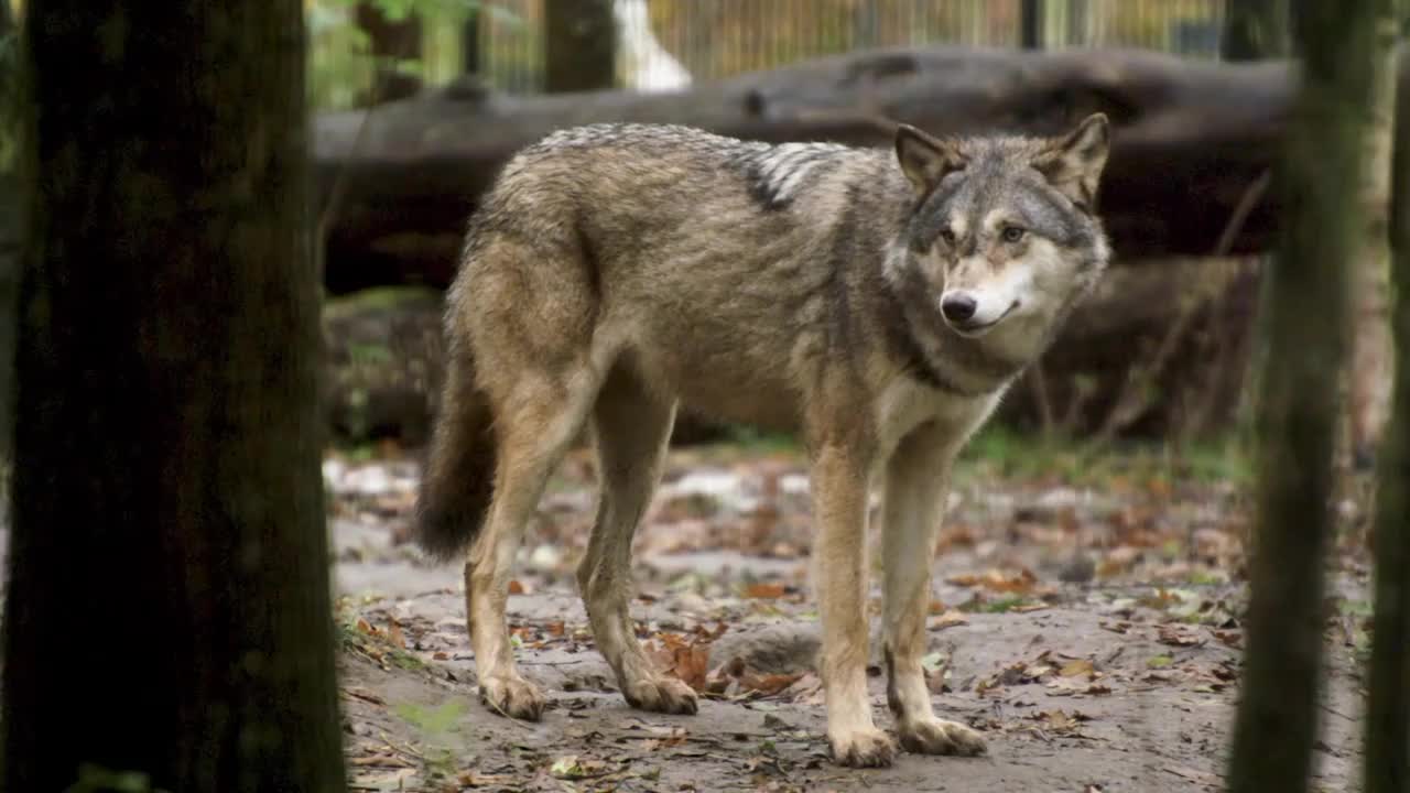 Dangerous Animals video.