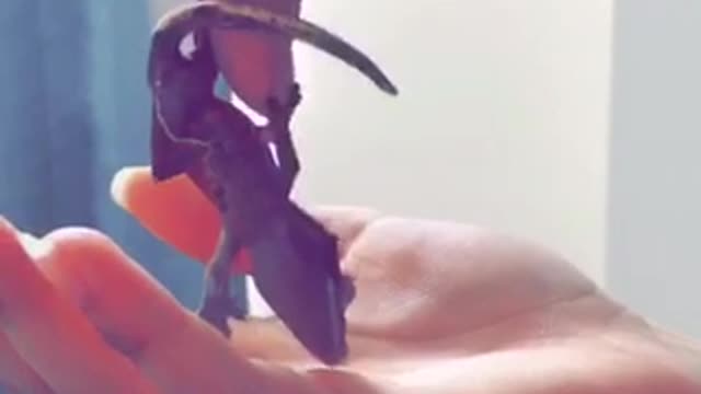 Red gecko climbs on person's hands