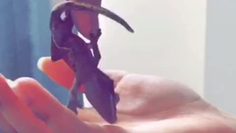 Red gecko climbs on person's hands