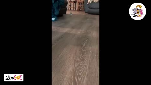 Groove with the Beat || Dancing Parrot Delight in this Fun-Filled Video! 🦜💃🎶