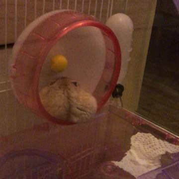Hamster sleep