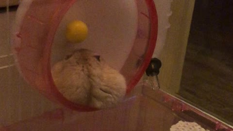 Hamster sleep