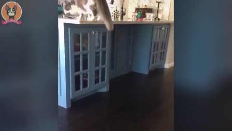Cats and Dogs funny videos