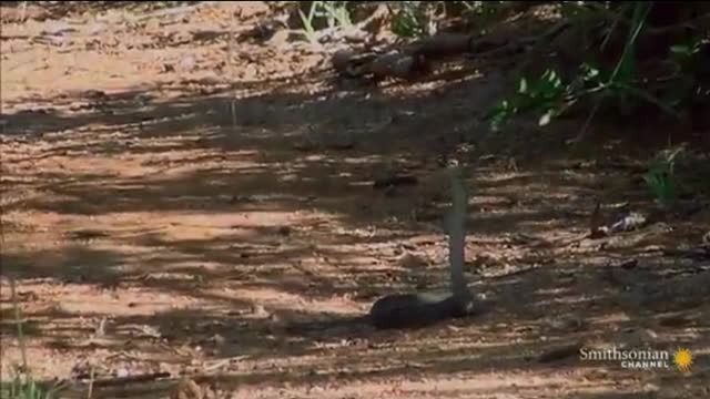 Mongoose vs Black Mamba