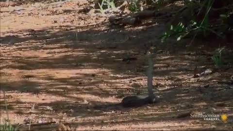 Mongoose vs Black Mamba