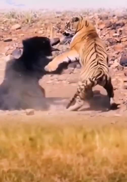 tiger vs bear #shorts # omg# wow# best fight 2021