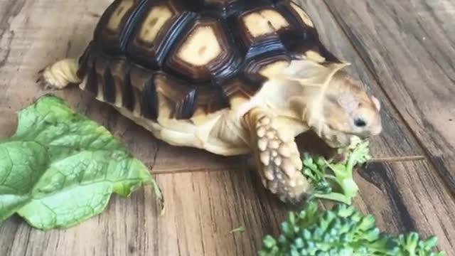 Hungry turtle rushes to eat