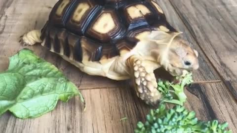 Hungry turtle rushes to eat