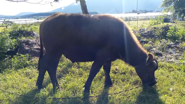 buffalo graze