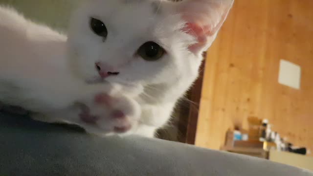 The daily lives of the cats 'Dalsh'