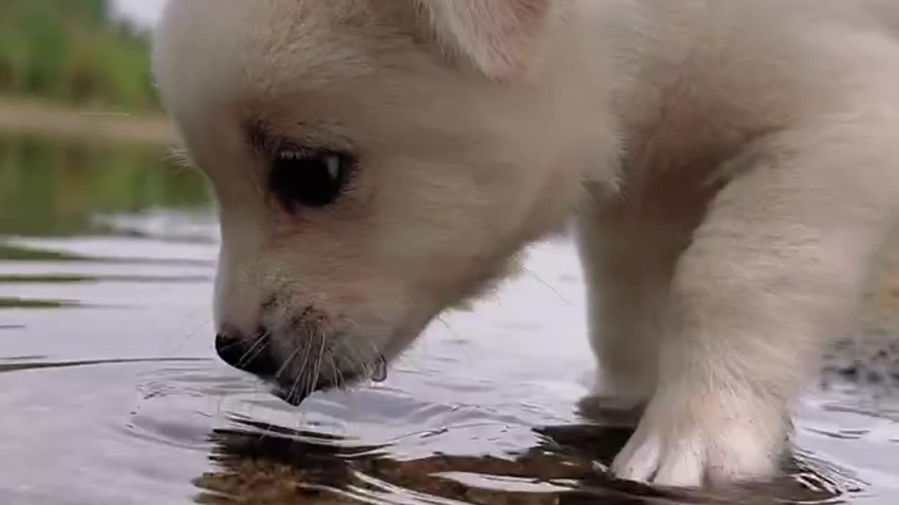 The sound of a dog drinking water is so healing #pet #dog