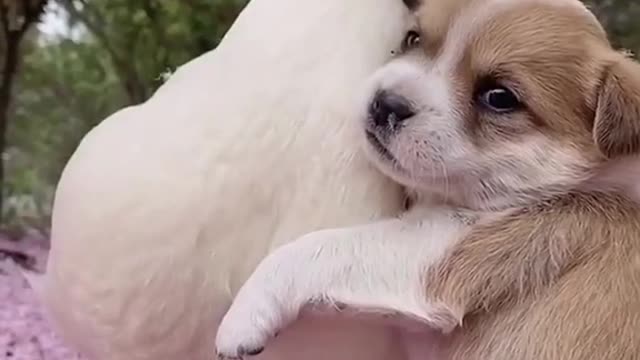 puppies are good friends with swans