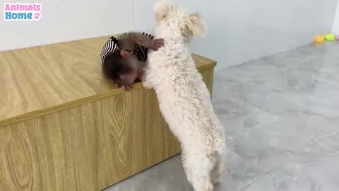 Cute animals play