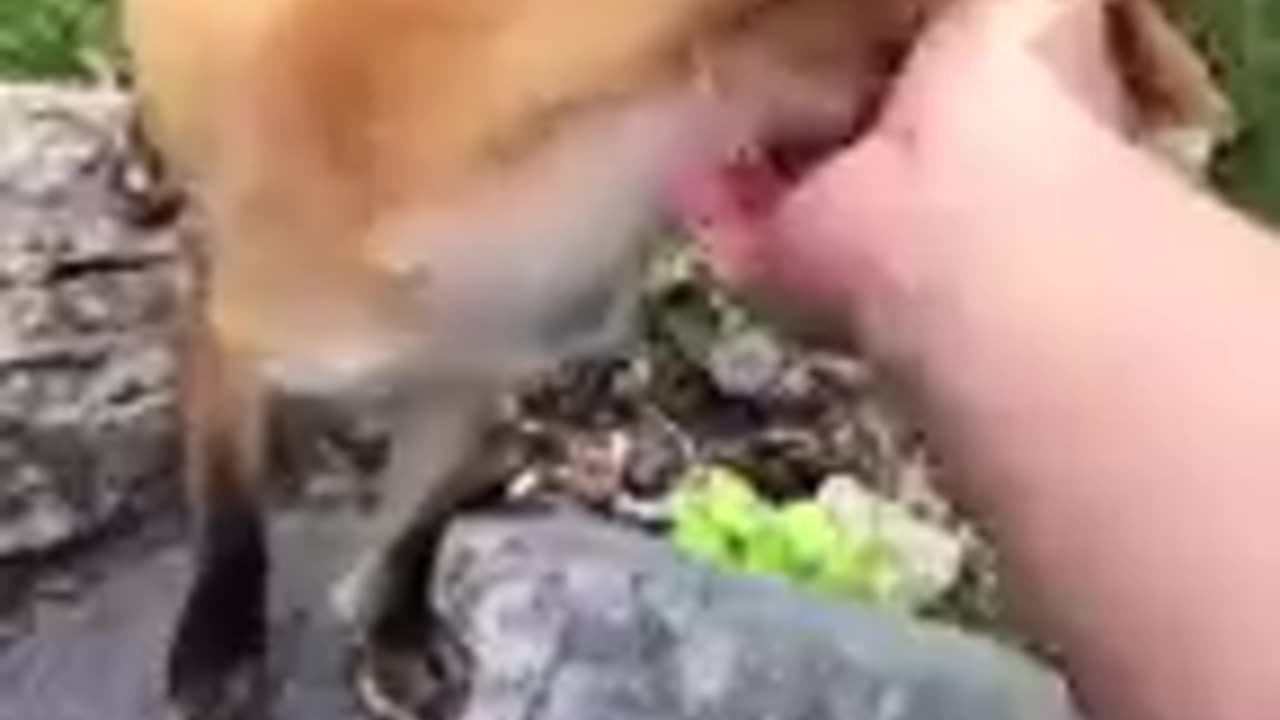 funny animal videos