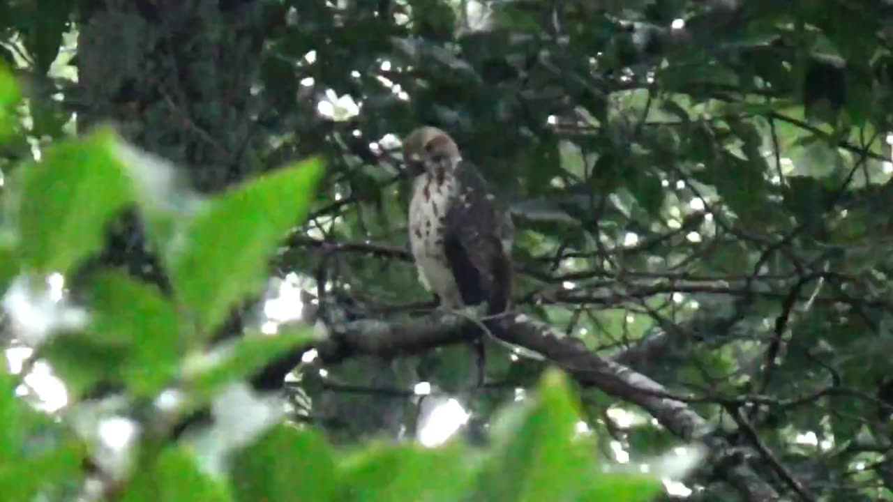 Broad-winged hawk