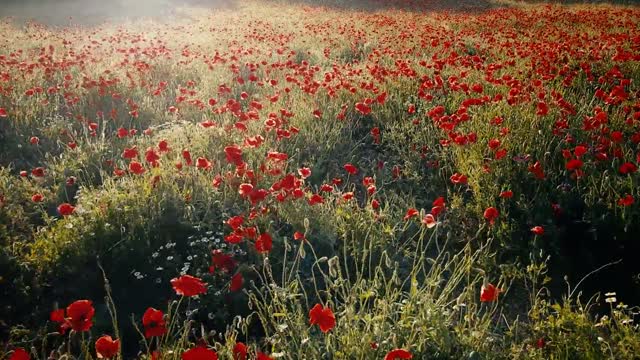 A grove full of red flowers