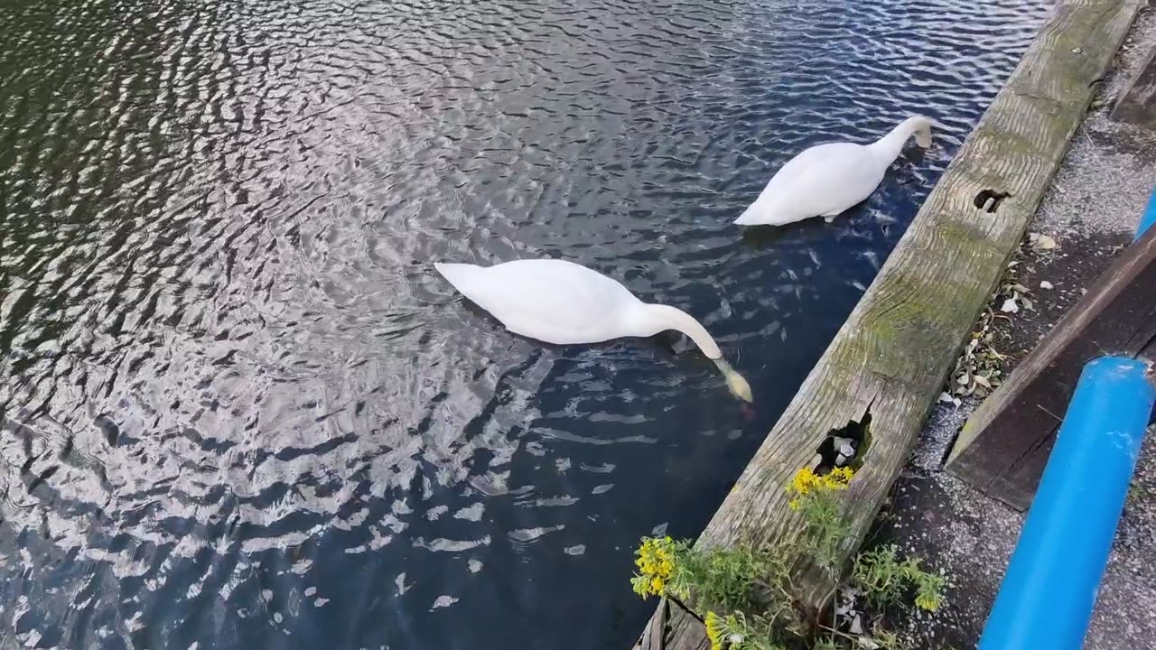 Two Beautiful Mute Swans In Great Britain