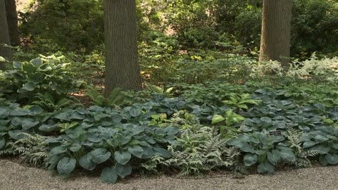 Shade Gardening Tips with Kristin Schleiter