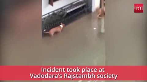 Vadodara rains : When a crocodile Almost made a meal of dogs