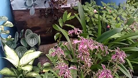 The beauty of flowers and plants
