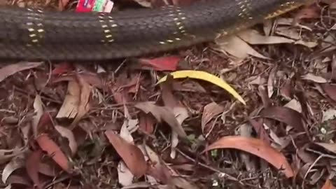 Indian king cobra