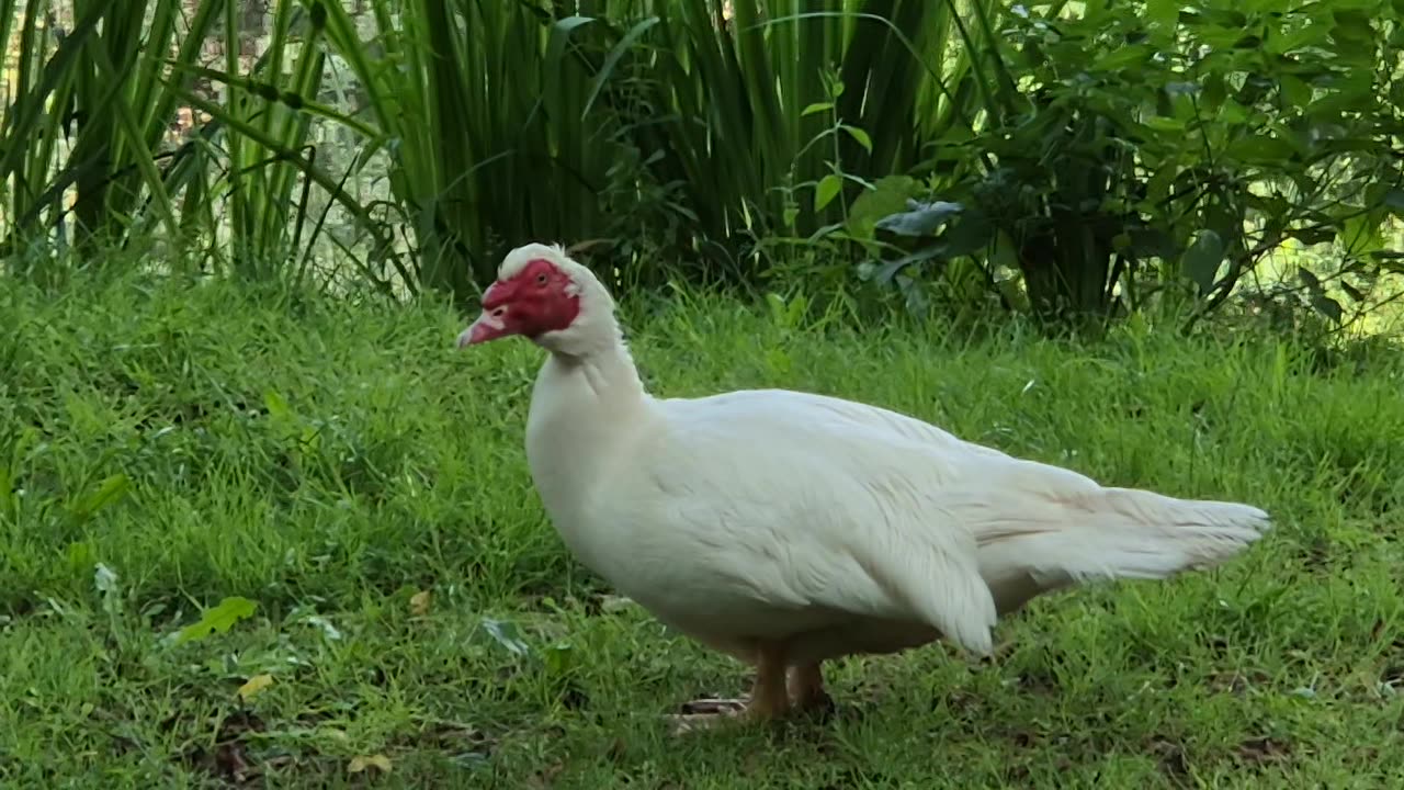 Cute goose