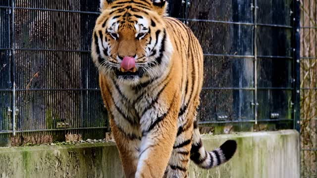 A Tiger Walking Inside a Cage