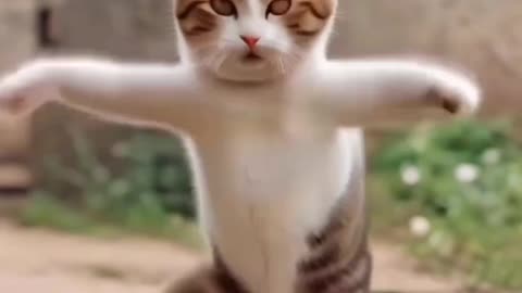 🤣🤣Funny Cat Billy Dance🤣 🩰🩰