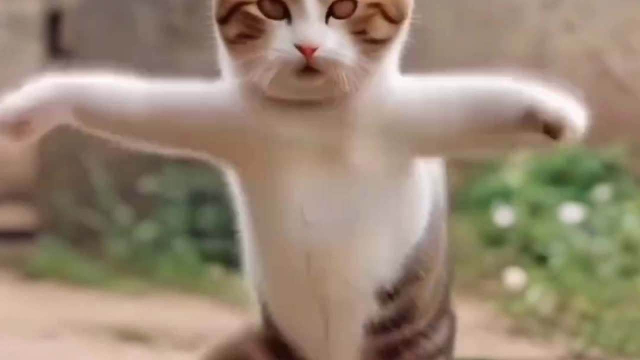 🤣🤣Funny Cat Billy Dance🤣 🩰🩰