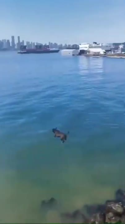 Funny Dogs Love Swimming - Puppy Videos 2020
