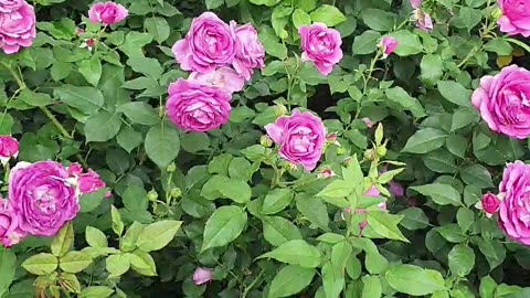 240527... 1. 동네 산책